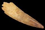 Real Spinosaurus Tooth - Nice Tip #134495-1